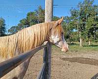 striking-arabian-horse