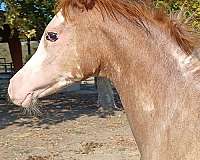 cutting-horses-colt