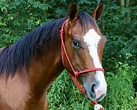 hypp-nn-quarter-horse
