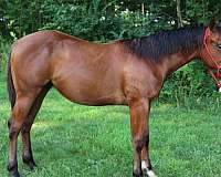 cutting-prospect-quarter-horse