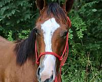 performance-quarter-horse