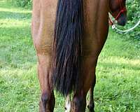 ranch-versatility-quarter-horse