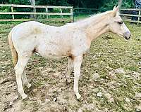 dressage-palomino-walkaloosa-horse