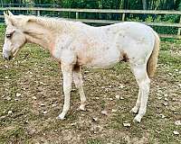 endurance-palomino-walkaloosa-horse