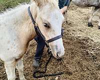 homozygous-palomino-walkaloosa-horse
