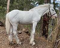 dun-gypsy-vanner-filly