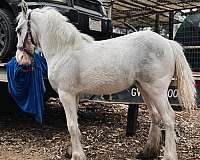 grey-halter-trained-horse