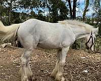 grulla-halter-trained-horse