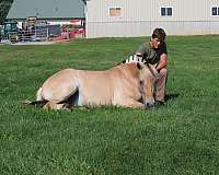 Bombproof Fjord Mare