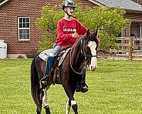 black-overo-blaze-3-white-stockings-horse