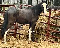 breeding-double-registered-spotted-horse