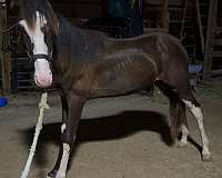 breeding-double-registered-spotted-saddle-horse