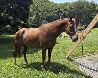 barrel-racing-quarter-horse