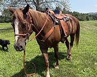 experienced-quarter-horse