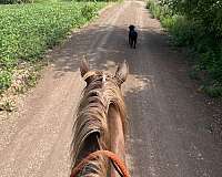 horsemanship-quarter-horse