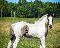 smokey-black-drum-filly