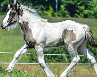 smokey-black-drum-for-sale