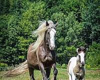 smokey-black-drum-horse