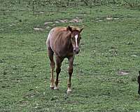 eligible-weanling