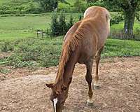 fqha-weanling