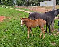 free-horse-ads-weanling
