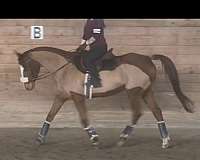 thoroughbred-horse-for-sale