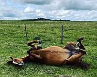 thoroughbred-horse