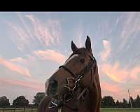 thoroughbred