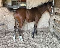 gypsy-vanner-colt