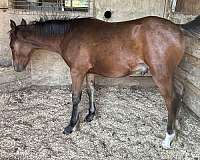gypsy-vanner-horse-for-sale