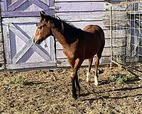 gypsy-vanner-horse