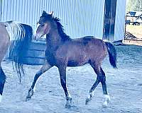 colt