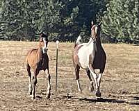 cross-stallion-arabian-horse