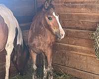 cross-stallion-colt