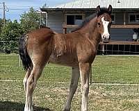 arab-gypsy-vanner-horse