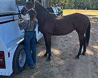 beginner-quarter-horse
