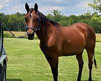 barrel-racing-quarter-horse