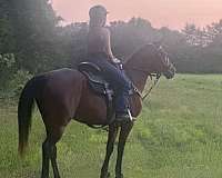cowboy-mounted-shooting-quarter-horse