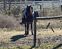 experienced-quarter-horse