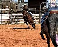 halter-quarter-horse