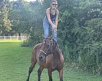 kid-safe-quarter-horse