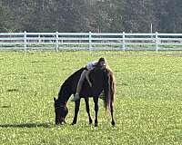 longe-line-quarter-horse