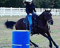 reining-quarter-horse