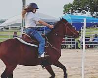 roping-quarter-horse