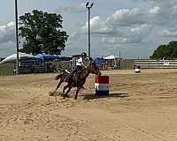 sidesaddle-quarter-horse