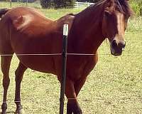 trail-quarter-horse