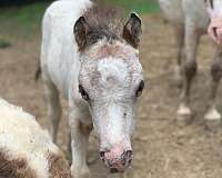 appy-filly