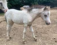 mini-appy-filly