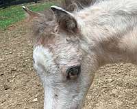 mini-pony-appaloosa
