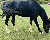black-dutch-warmblood-gelding